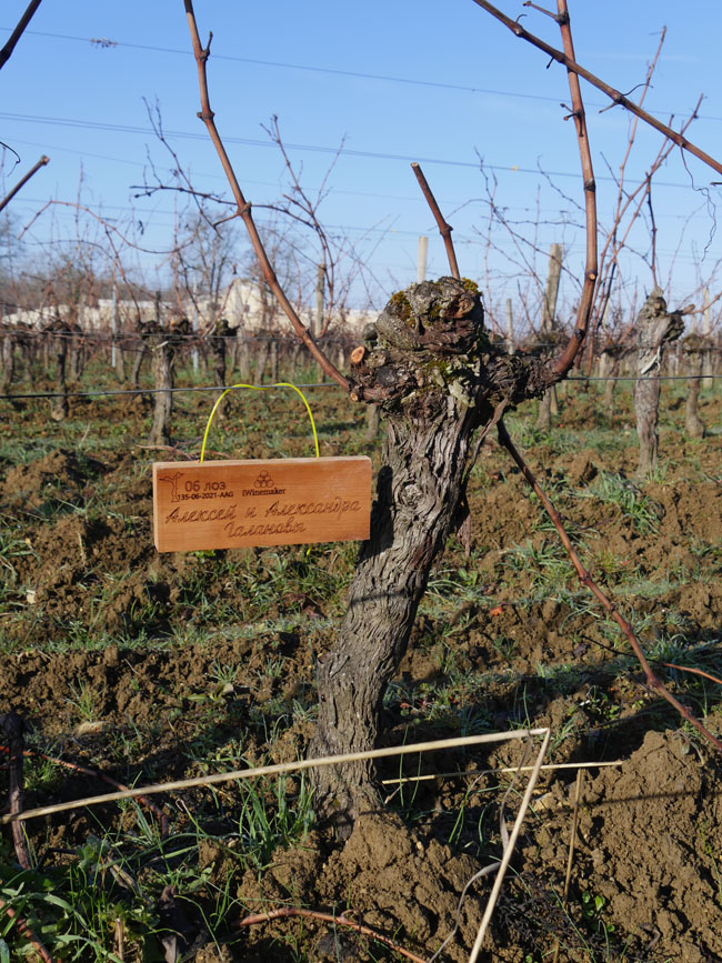 Виноградник на урожай